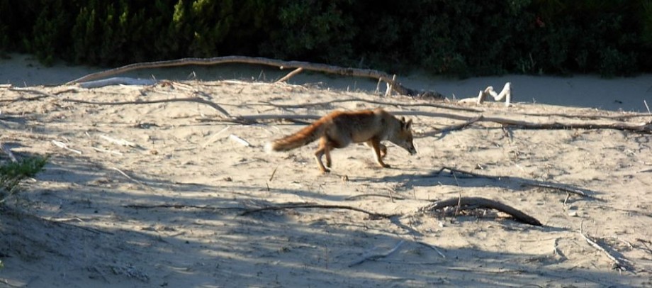 Fox on the Run