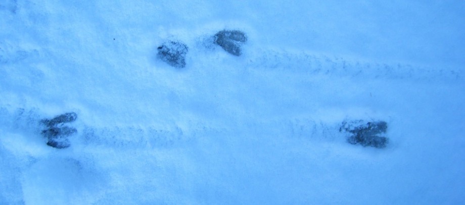 Schneehüpf