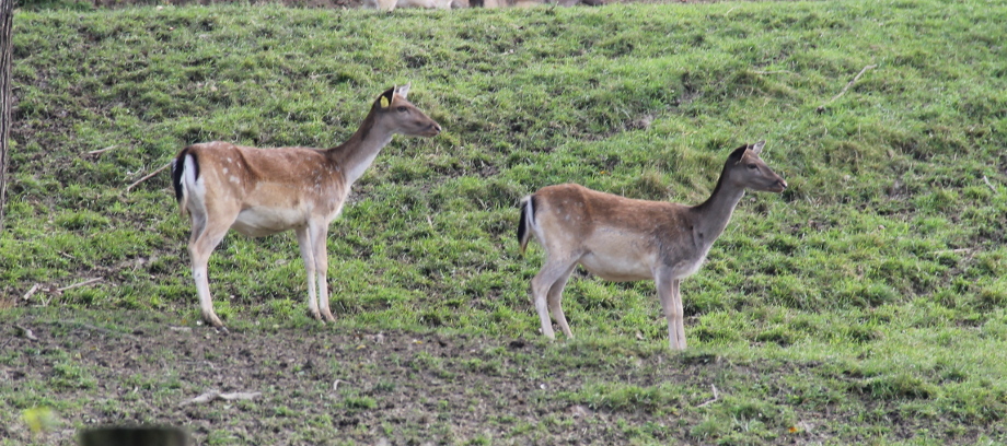 Lederbergen Damhirsche