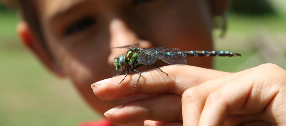 Libelle auf Hand